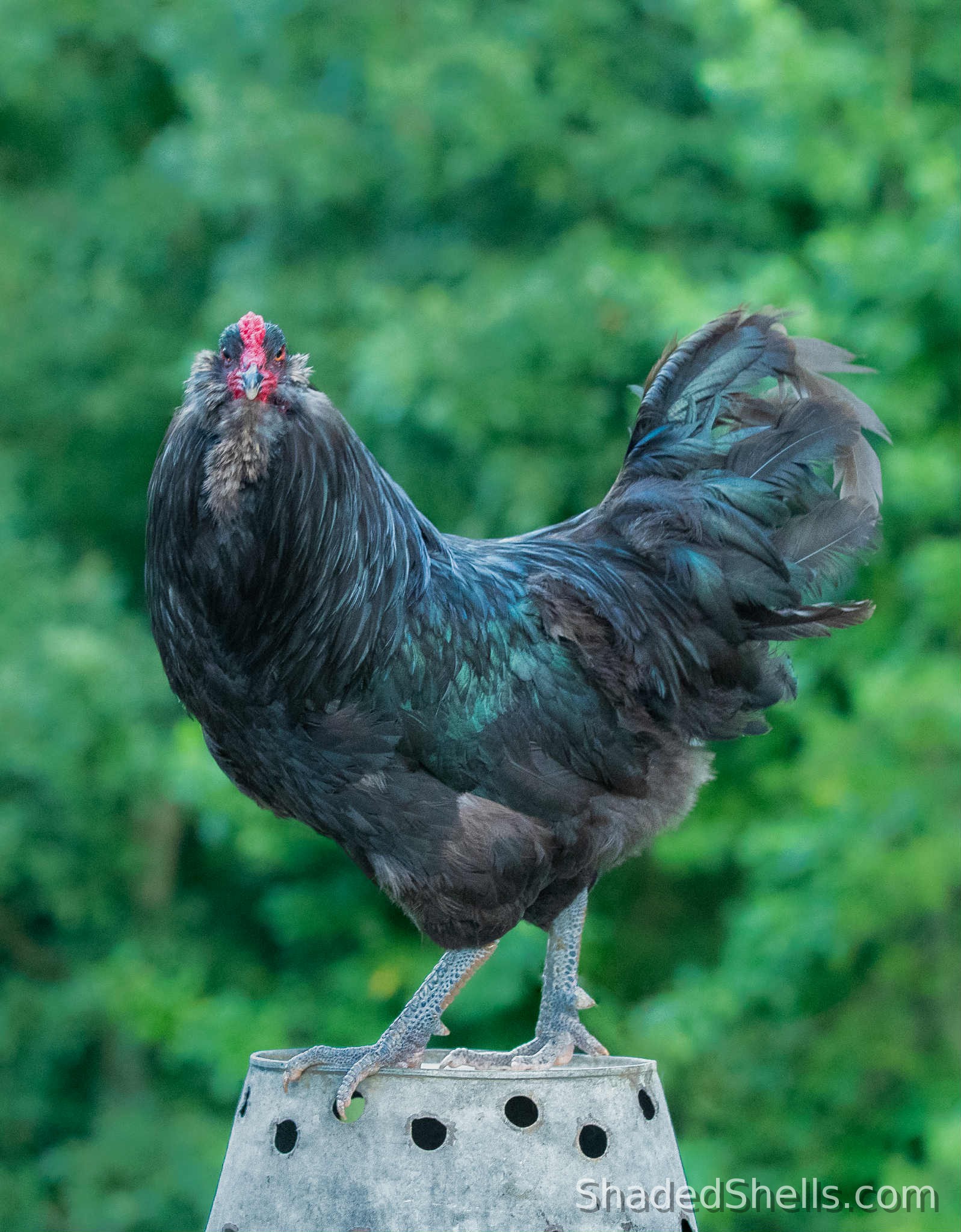 Ameraucana chicken