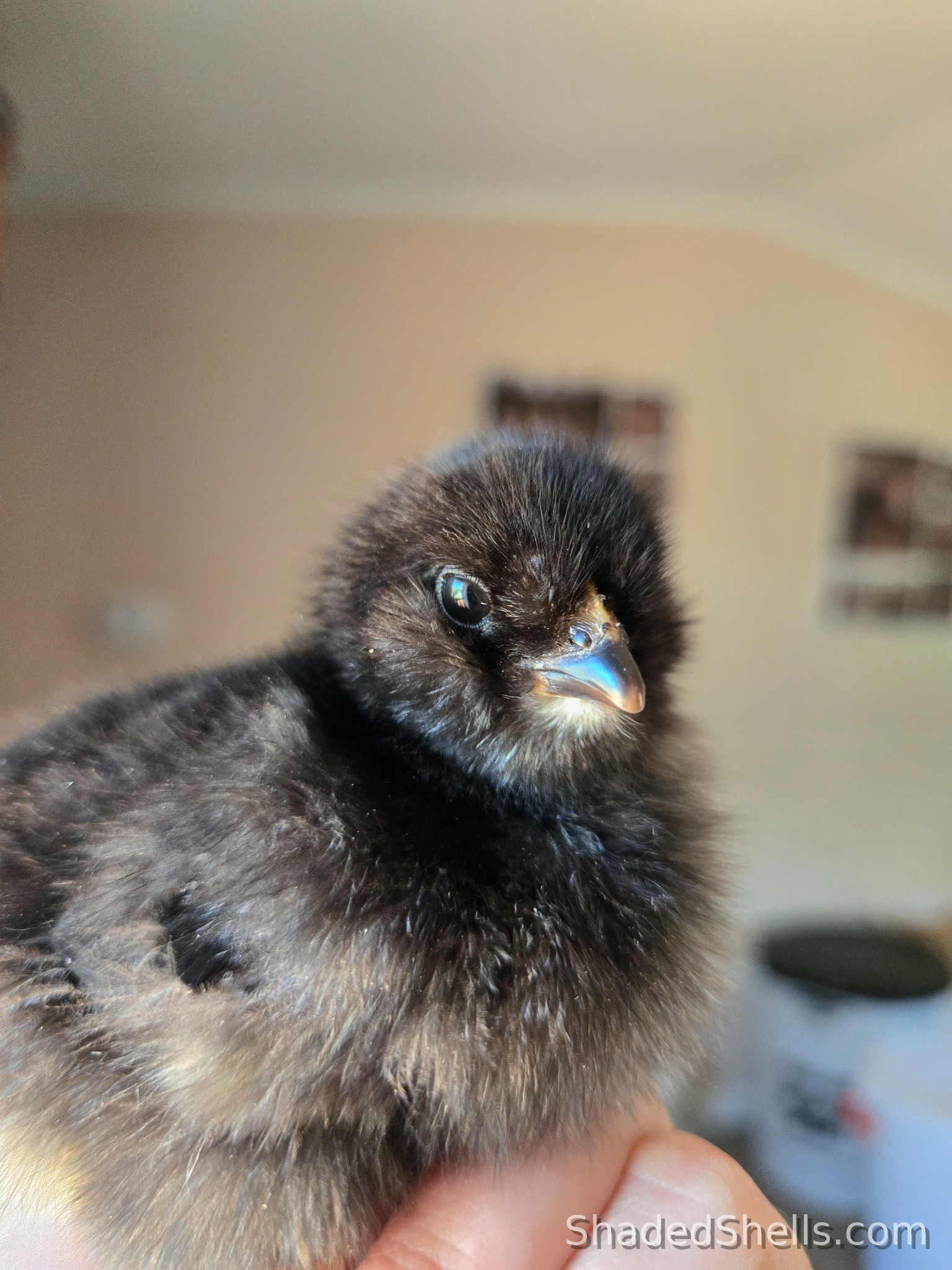 Black Ameraucana chick in hand