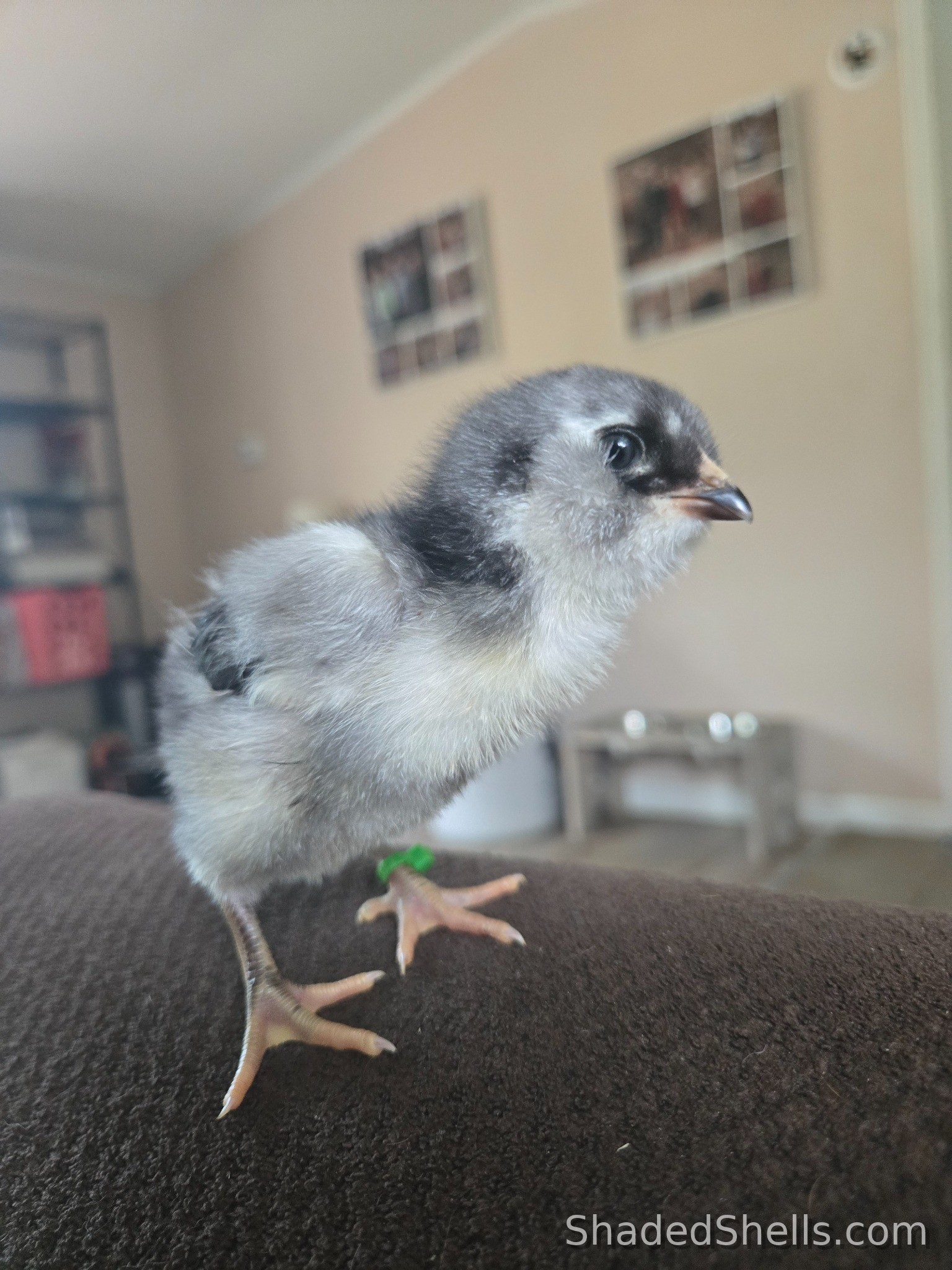 Ameraucana chick