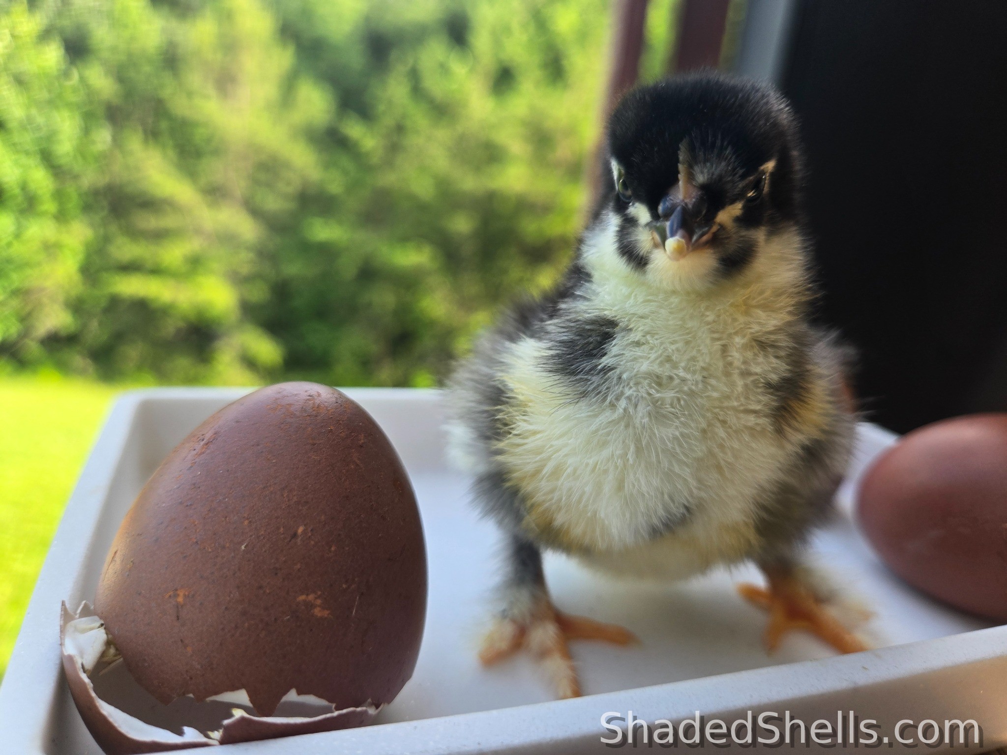 Black Copper Marans chick close-up