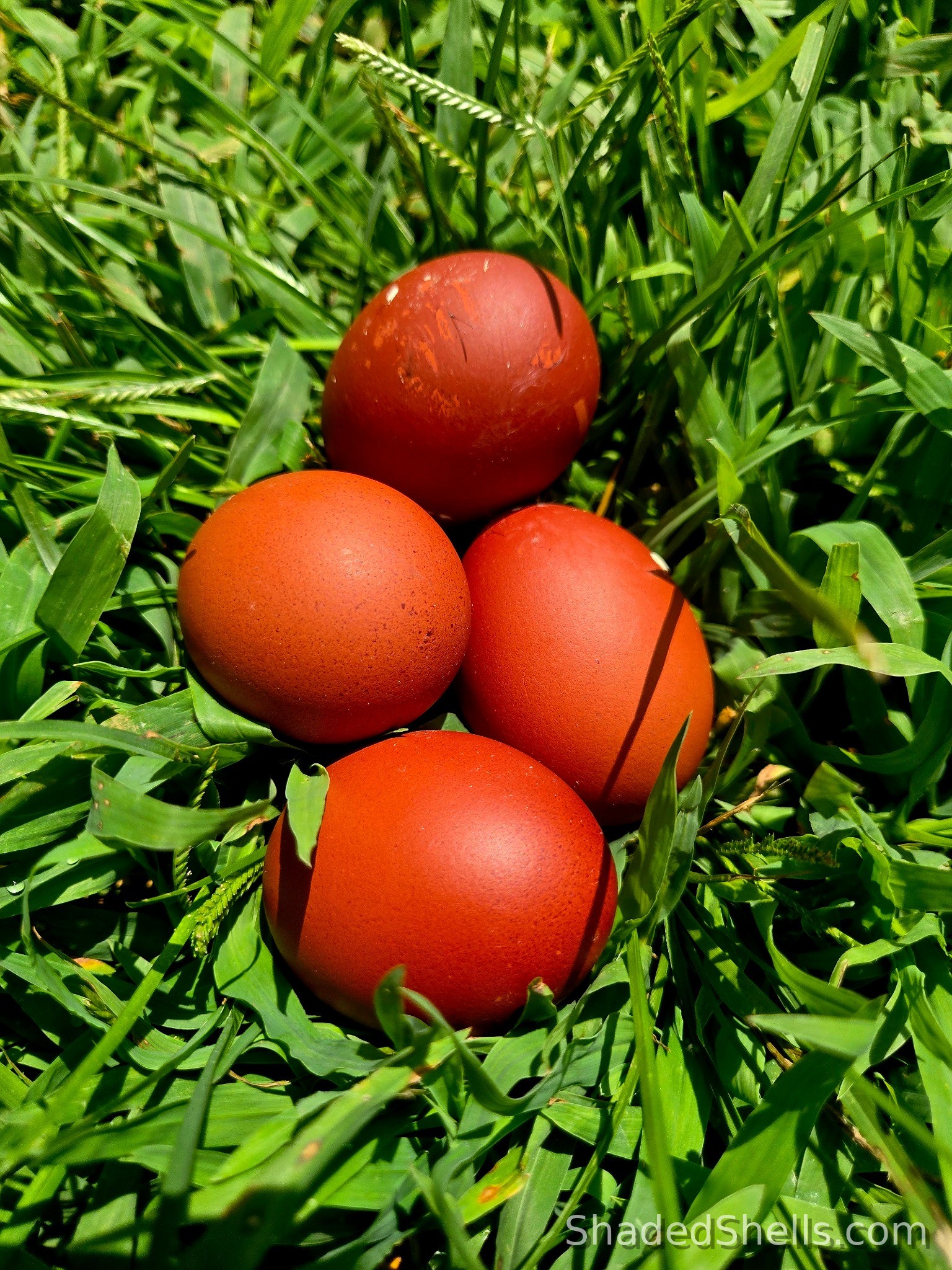 Black Copper Marans dark eggs