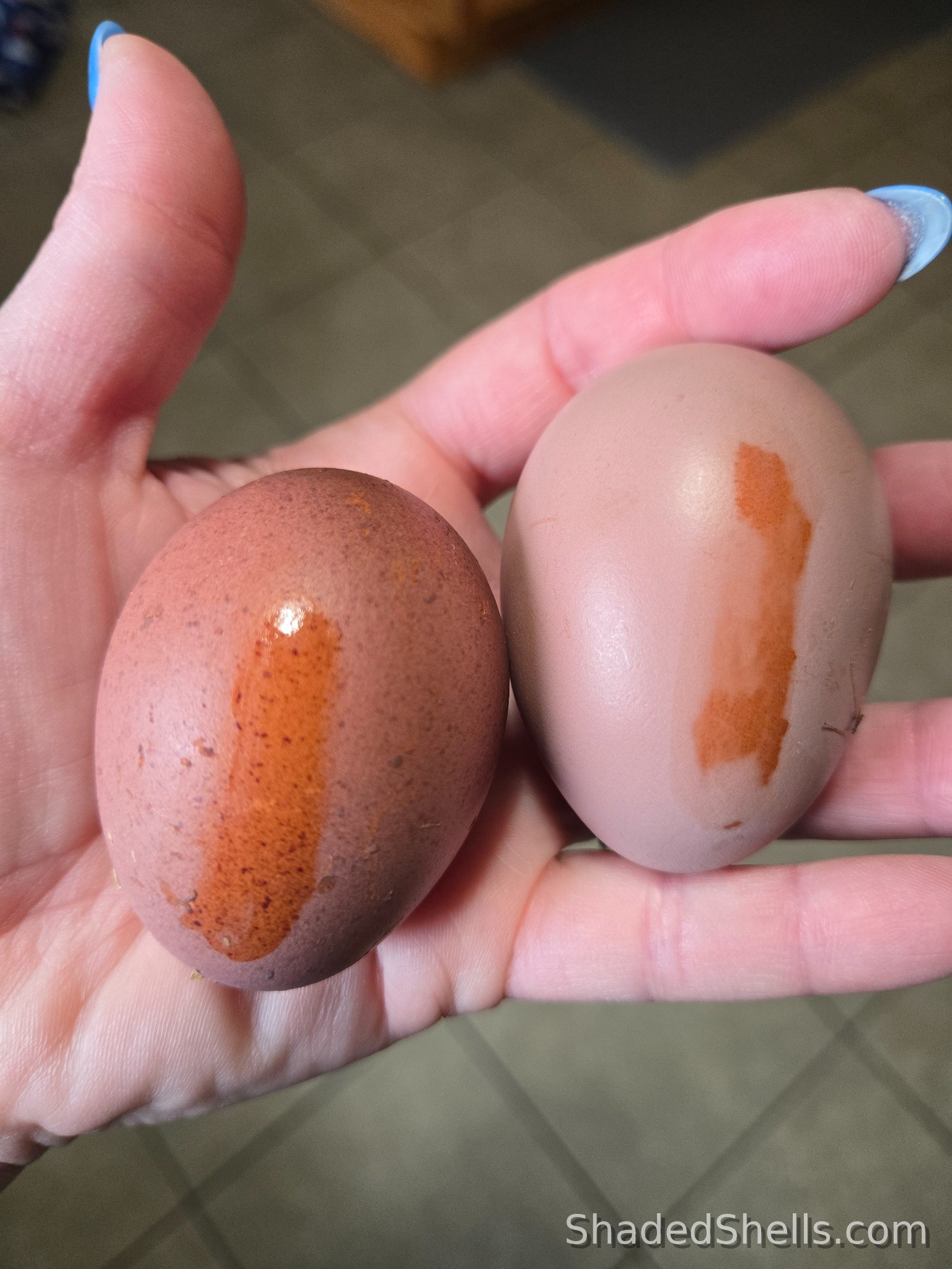 Two eggs showing heavy bloom and pigment comparison in hand