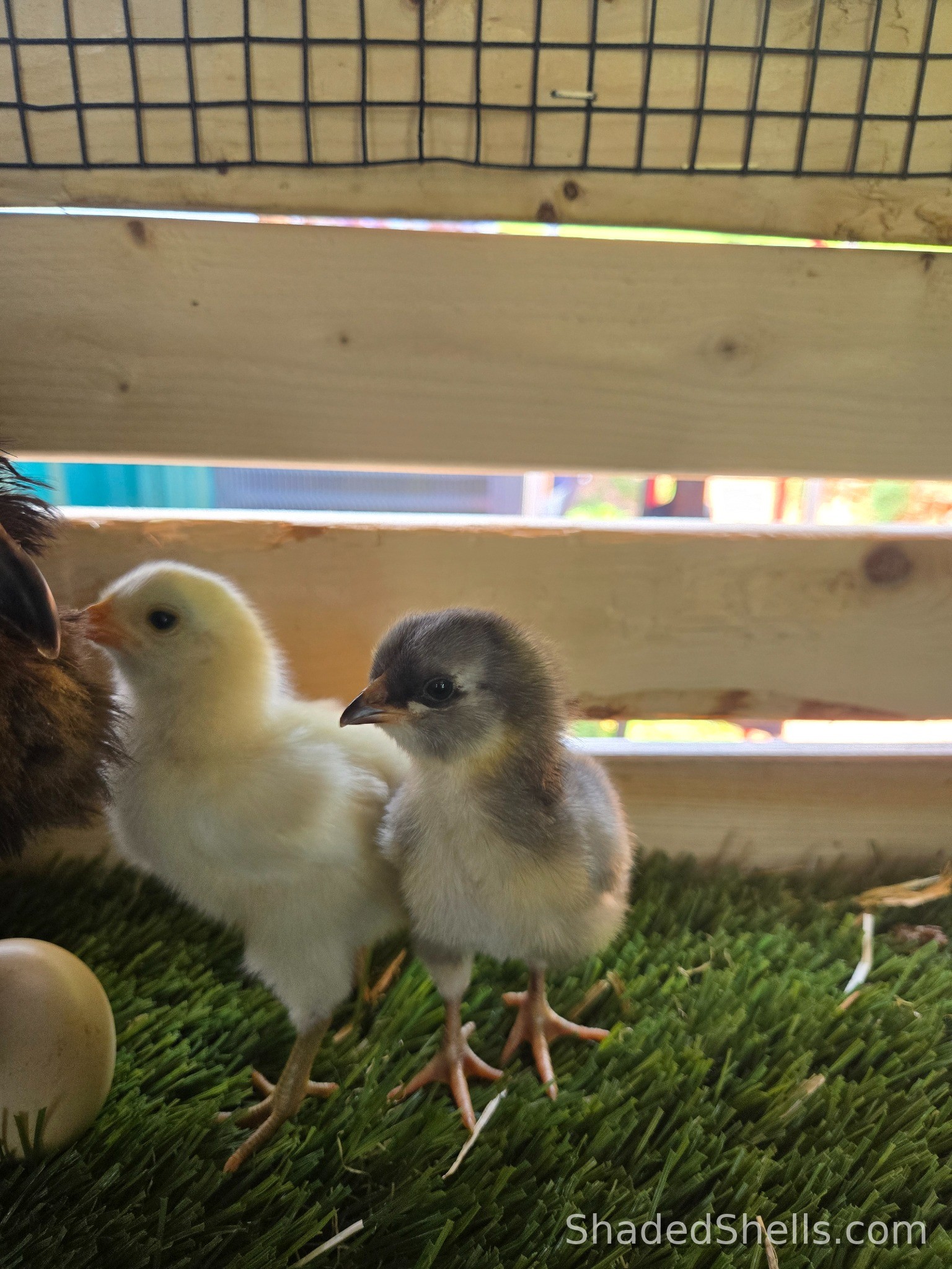 Olive/Moss Egger chick with speckled egg