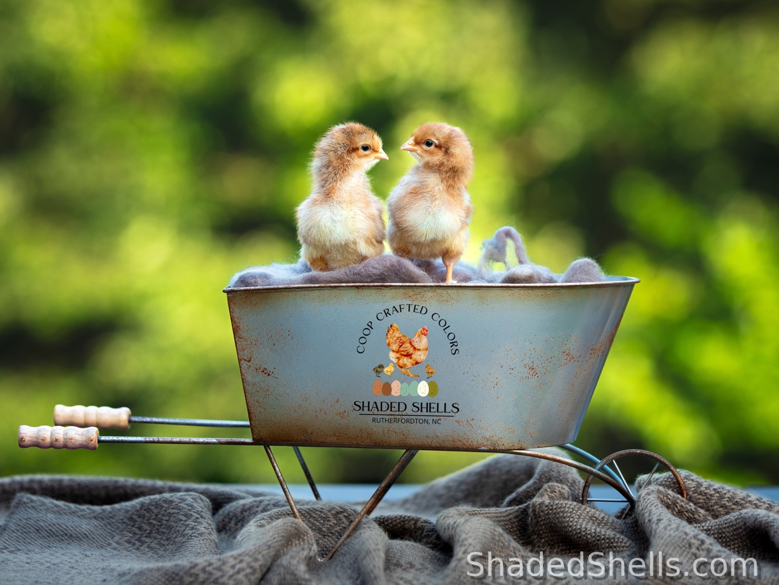 Mixed chicks in small wheelbarrow