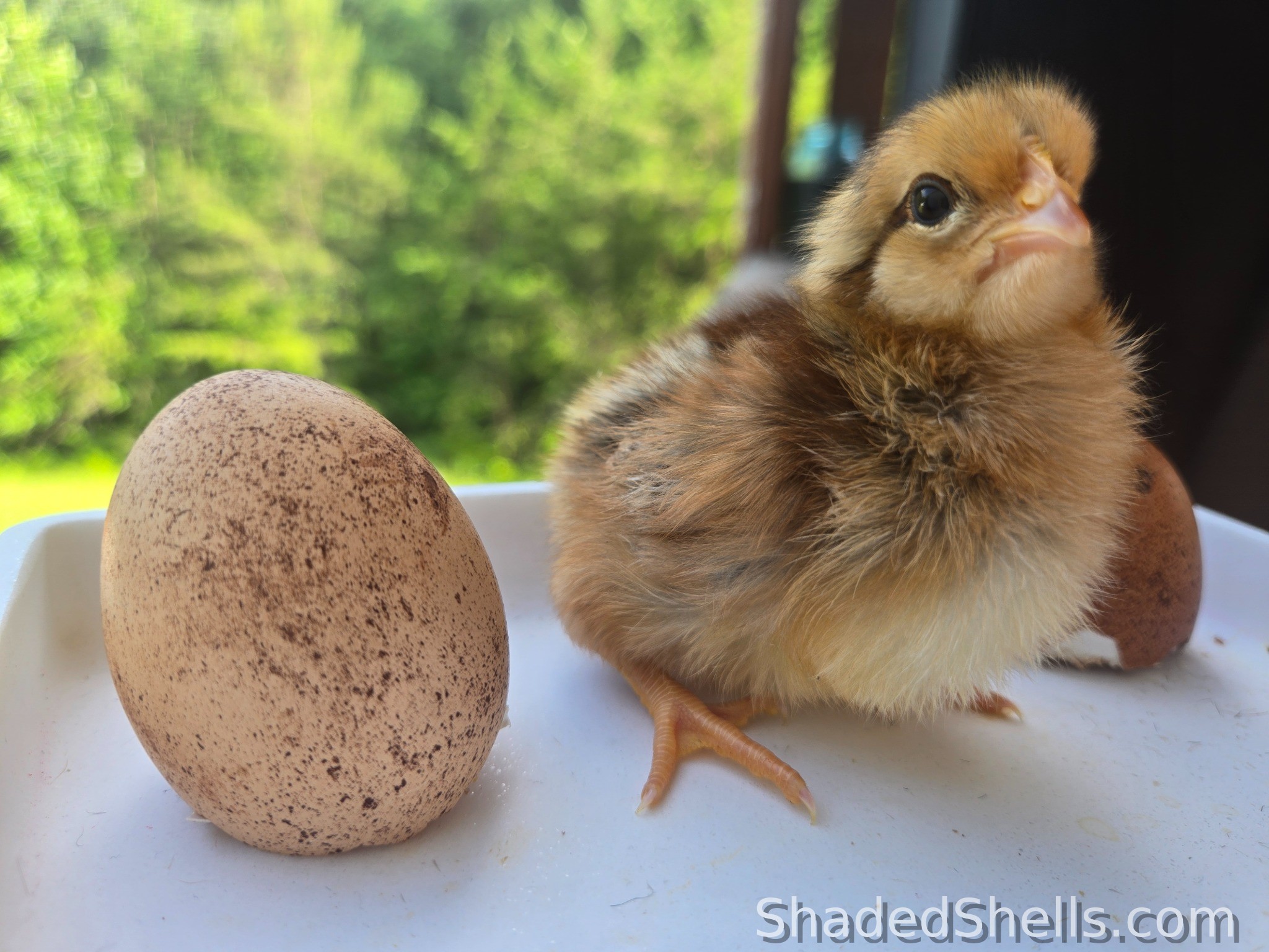 Welsummer chick sitting beside a speckled egg