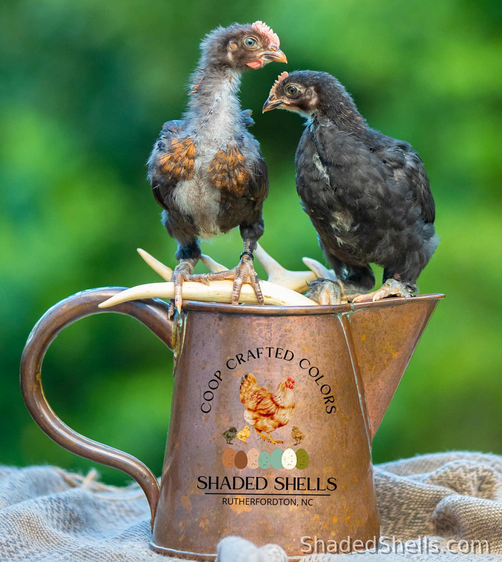 Black Copper Marans and Ameraucana chicks